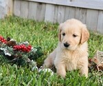 Small Photo #13 Golden Retriever Puppy For Sale in RICHMOND, TX, USA