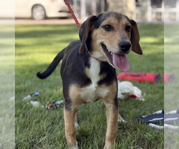Medium Photo #4 Beagle Puppy For Sale in Yardley, PA, USA