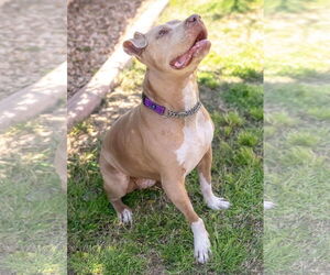 BETTY WHITE - Female Mutt Dog for Adoption - Photo #2