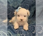 Small Photo #5 Maltese Puppy For Sale in NEW HOLLAND, PA, USA
