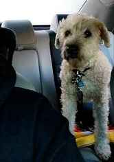 Soft Coated Wheaten Terrier Dogs for adoption in EASTON, PA, USA