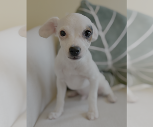 Chihuahua-Unknown Mix Dogs for adoption in Bellevue, WA, USA