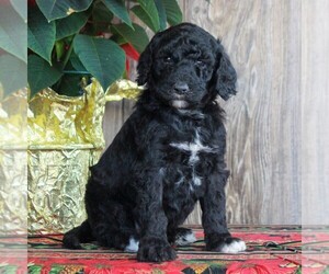 Goldendoodle-Poodle (Standard) Mix Puppy for sale in HONEY BROOK, PA, USA