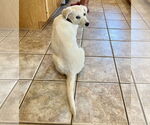 Small #3 Anatolian Shepherd-Great Pyrenees Mix
