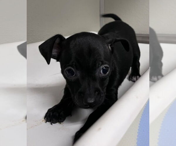 Medium Photo #1 Chihuahua-Unknown Mix Puppy For Sale in Tracy, CA, USA