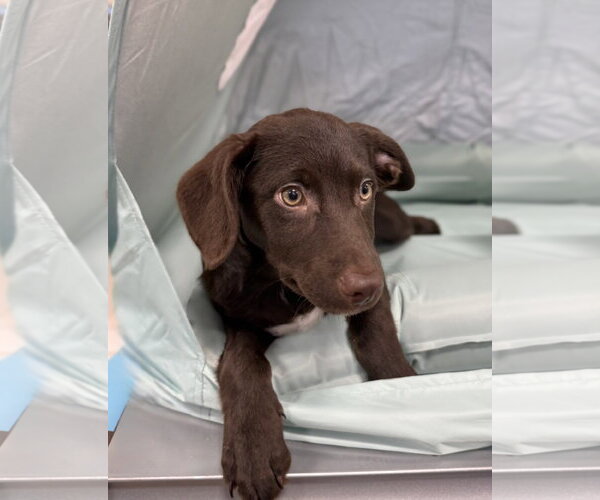 Medium Photo #4 Dachsador Puppy For Sale in Oakhurst, NJ, USA