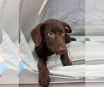 Small #3 Dachsador