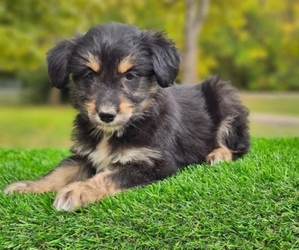 Australian Shepherd Puppy for Sale in INDIANAPOLIS, Indiana USA