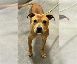 Mutt Dogs for adoption in Forestville, MD, USA