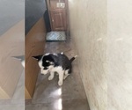 Small Photo #2 Siberian Husky Puppy For Sale in LIBERTY, MO, USA