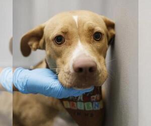 American Staffordshire Terrier-Unknown Mix Dogs for adoption in San Antonio, TX, USA