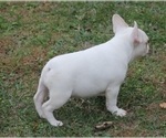 Small Photo #8 French Bulldog Puppy For Sale in GRAVETTE, AR, USA