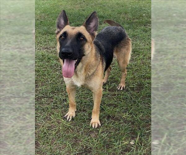 Medium Photo #2 German Shepherd Dog-Unknown Mix Puppy For Sale in Conroe, TX, USA