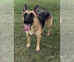 Small #1 German Shepherd Dog Mix
