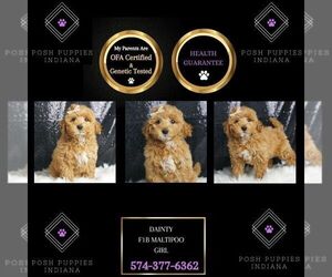Maltipoo Puppy for sale in WARSAW, IN, USA