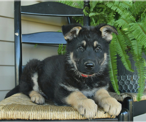 German Shepherd Dog Litter for sale in DAVENPORT, FL, USA