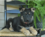 Small German Shepherd Dog