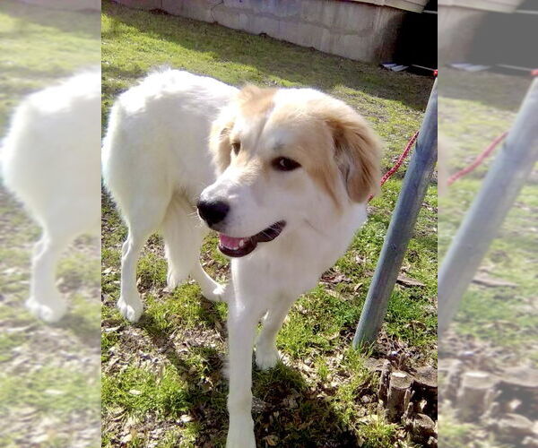 Medium Photo #2 Great Pyrenees Puppy For Sale in Spring, TX, USA