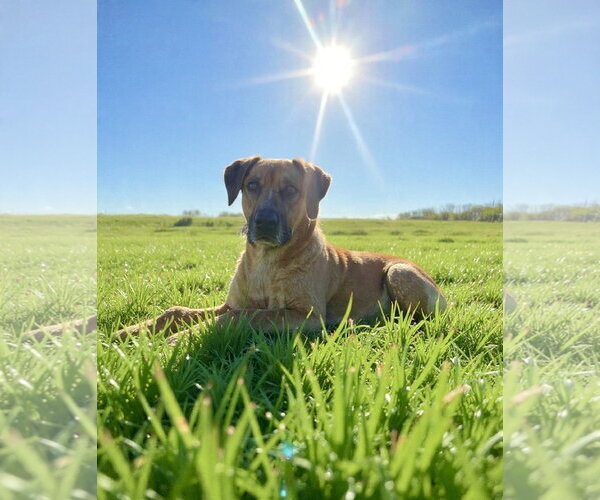 Medium Photo #1 Coonhound-Unknown Mix Puppy For Sale in Westwood, NJ, USA