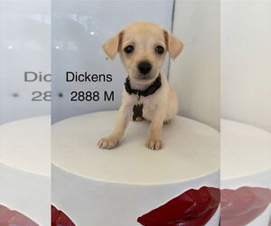 Chihuahua-Unknown Mix Dogs for adoption in Studio City, CA, USA