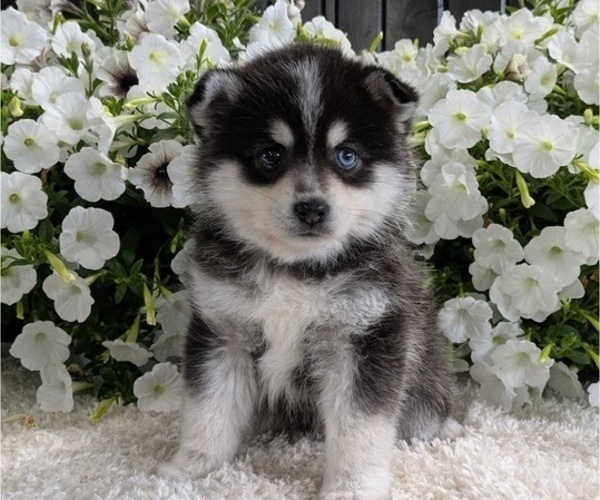 Medium Photo #2 Pomsky Puppy For Sale in GOSHEN, IN, USA