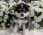 Small Photo #2 Pomsky Puppy For Sale in GOSHEN, IN, USA