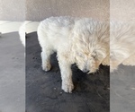 Small Photo #12 Poodle (Standard) Puppy For Sale in BAKERSFIELD, CA, USA