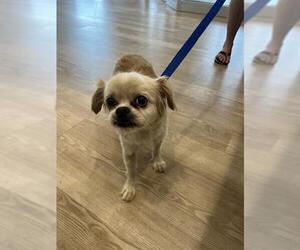 Pekingese Dogs for adoption in Pearland, TX, USA
