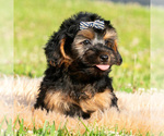 Small Photo #26 Maltipoo (Toy) Puppy For Sale in WARSAW, IN, USA