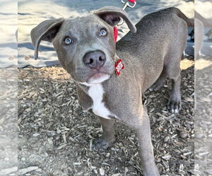 Gator - Male Labrador Retriever-Unknown Mix Dog for Adoption - Photo #5