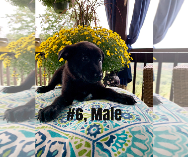 Medium Photo #6 Belgian Malinois Puppy For Sale in GRANT, AL, USA