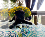 Small Photo #6 Belgian Malinois Puppy For Sale in GRANT, AL, USA