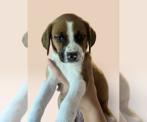 Mutt Dogs for adoption in Rockville, MD, USA