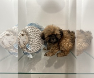 Shih Tzu Puppy for sale in GREENVILLE, NC, USA