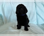 Small Photo #5 Goldendoodle Puppy For Sale in CHIPLEY, FL, USA