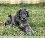 Puppy Parfait Goldendoodle