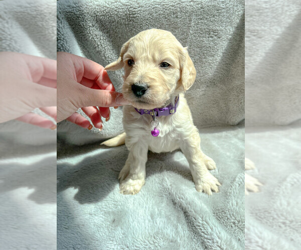 Medium Photo #2 Goldendoodle Puppy For Sale in RENO, NV, USA