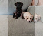 Small #1 Shepradors