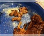 Puppy Puppy 3 Golden Retriever