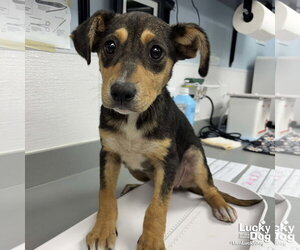 Mutt Dogs for adoption in Washington, DC, USA