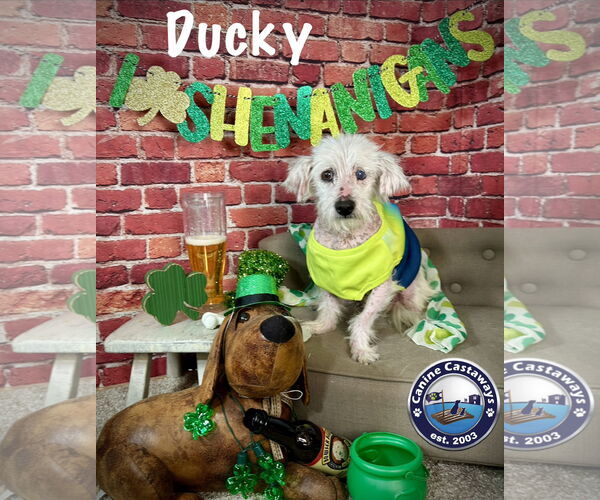 Medium Photo #2 Havamalt Puppy For Sale in Arcadia, FL, USA