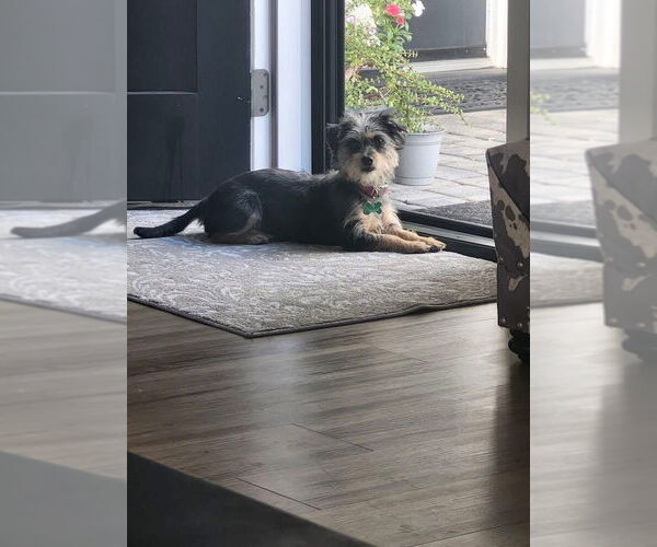 Medium Photo #4 Mutt Puppy For Sale in Phoenix, AZ, USA