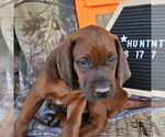 Small #2 Redbone Coonhound