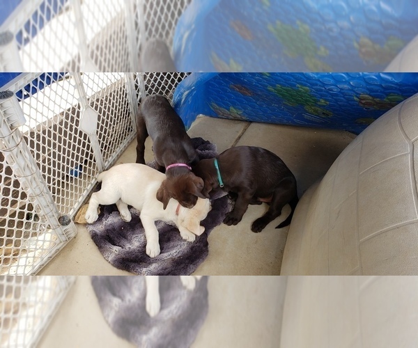 Medium Photo #9 Labrador Retriever Puppy For Sale in ANZA, CA, USA