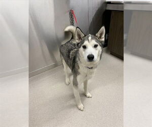 Siberian Husky Dogs for adoption in Fairbanks, AK, USA