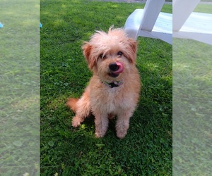 Pom-A-Poo-Pooranian Mix Puppy for sale in IRONDEQUOIT, NY, USA