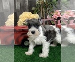 Small #1 Schnauzer (Miniature)