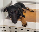 Small #8 Doberman Pinscher
