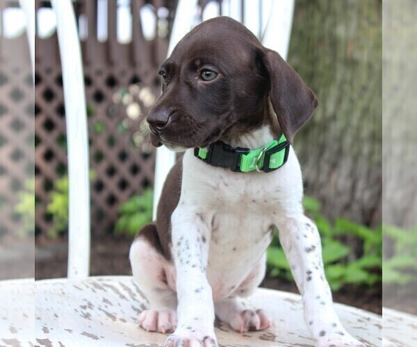 Medium Photo #7 German Shorthaired Pointer Puppy For Sale in NARVON, PA, USA