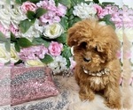 Small Photo #45 Poodle (Toy) Puppy For Sale in HAYWARD, CA, USA